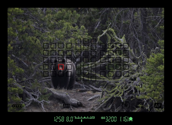 Canon EOS 5D Mark IV пример автофокусировка